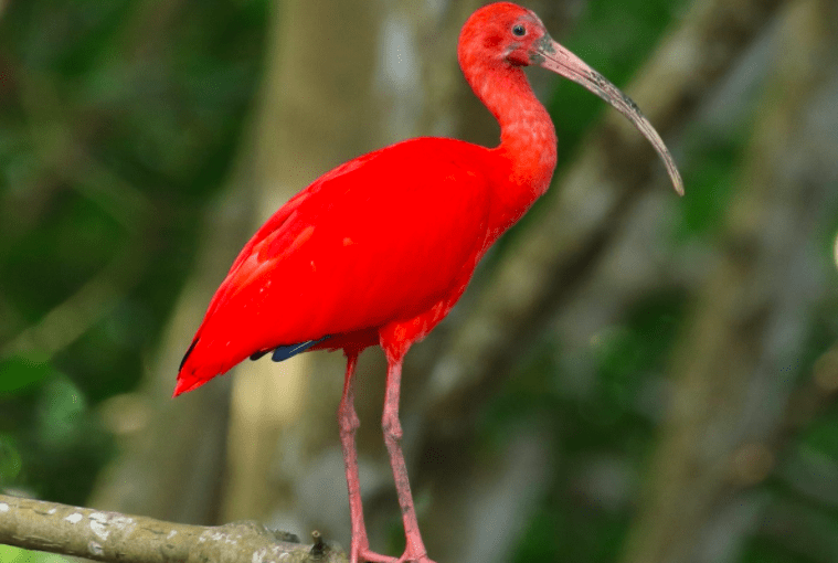 About “The Scarlet Ibis”